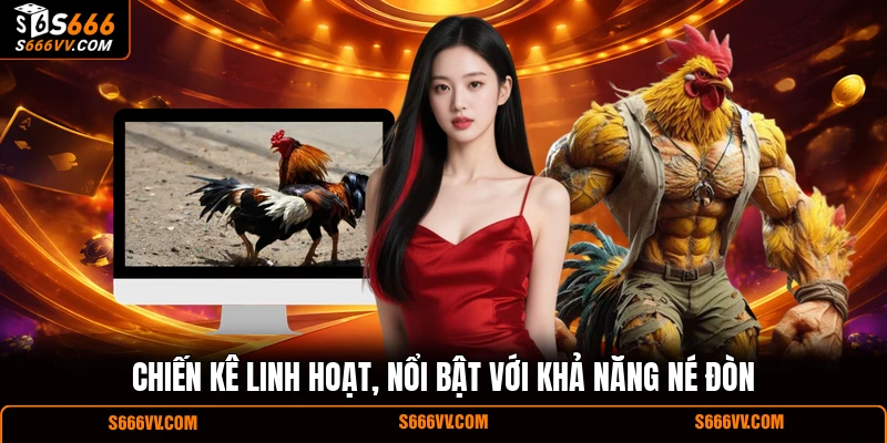 Chiến kê linh hoạt, nổi bật với khả năng né đòn