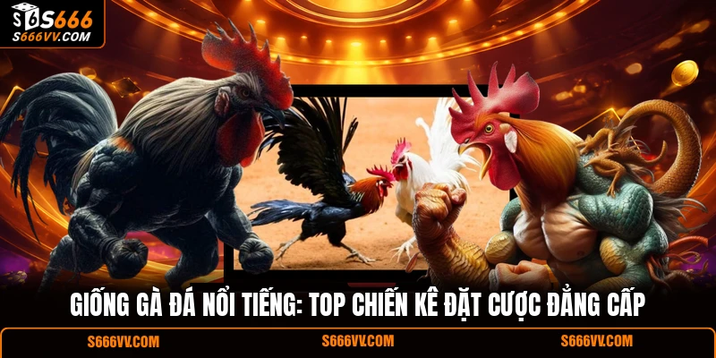 Giống gà đá nổi tiếng